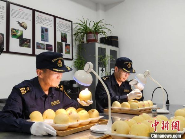 宏盈国际 中国鲜梨首次出口阿根廷