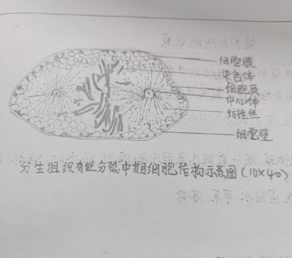 尚竞配资 还不懂植物结构分类？这3种赶紧看！